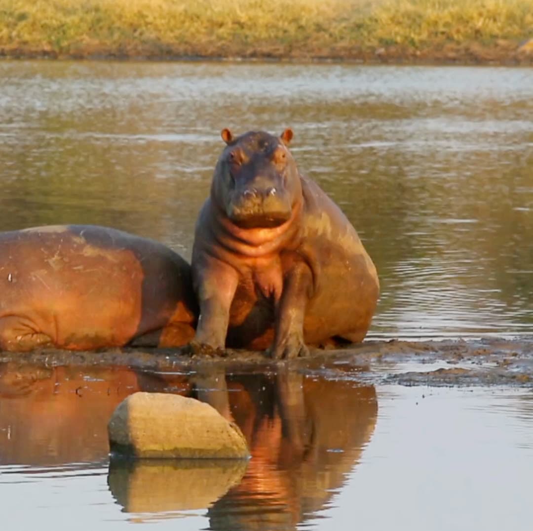 Bootsafari Olifantsrivier