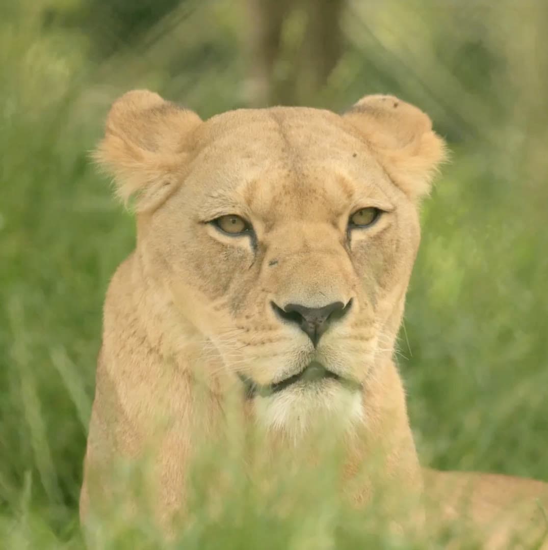 Hoedspruit Endangered Species Centre
