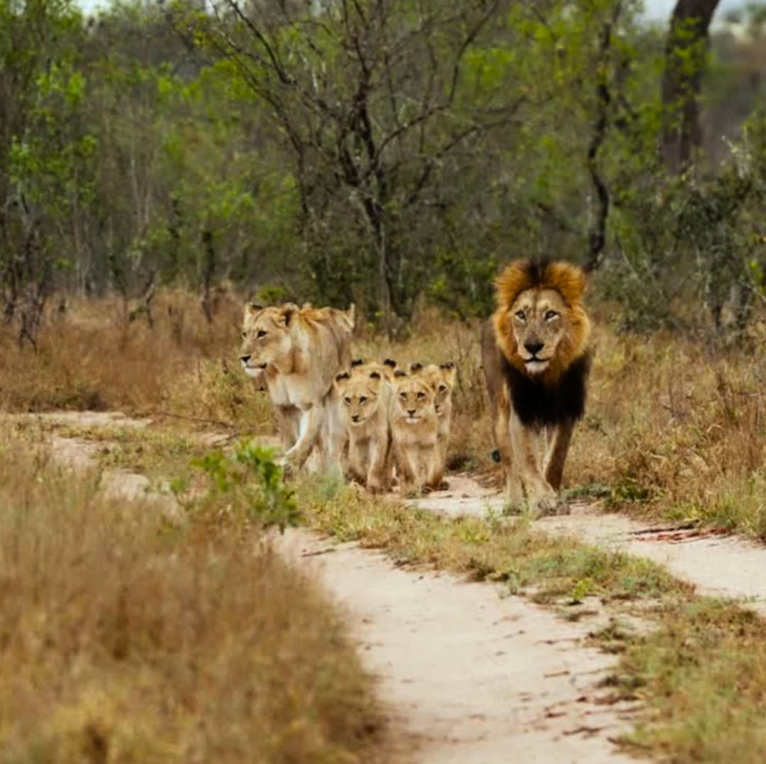Game Drives Kruger National Park